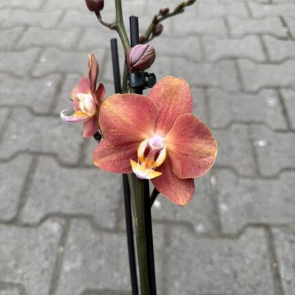 Phalaenopsis Horizon | Storczyk