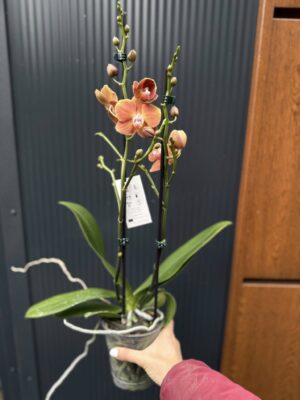 Phalaenopsis Dame Etna | Storczyk