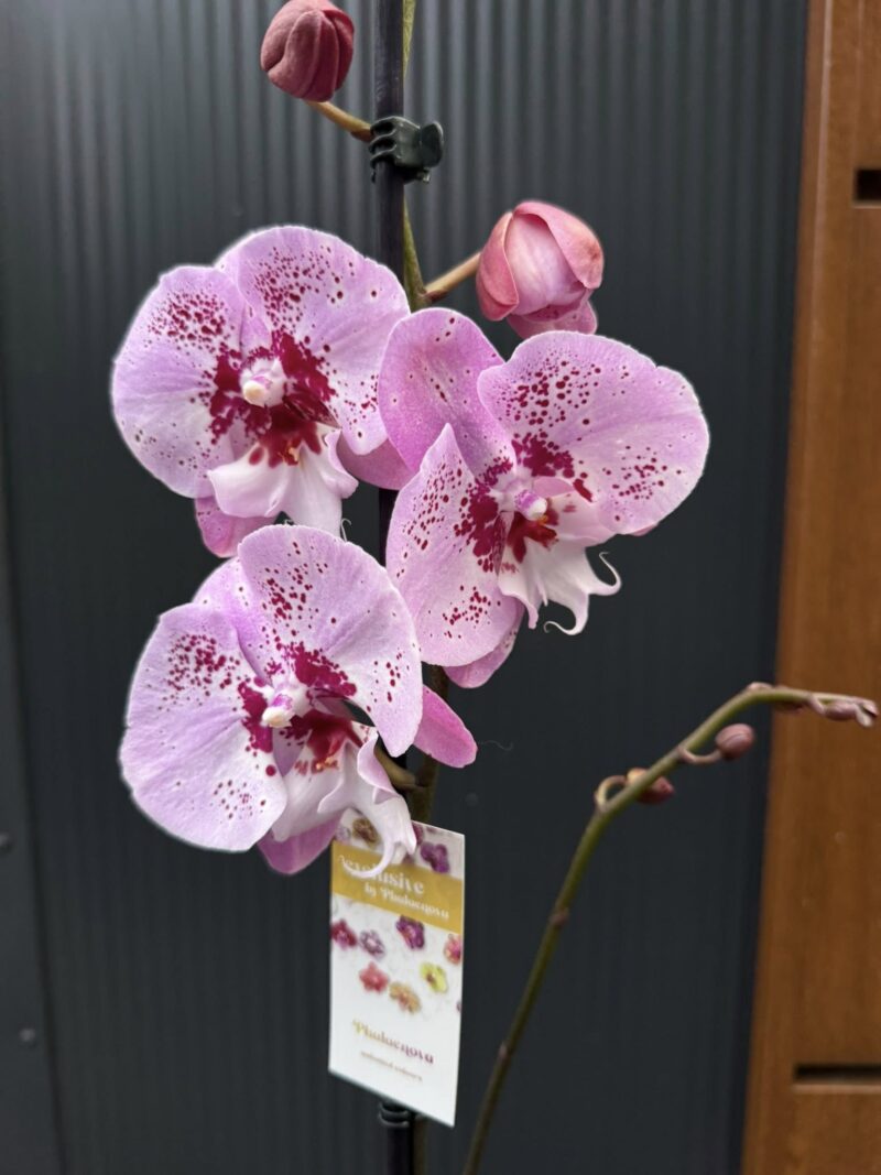 Phalaenopsis ‘Limited – Drapacz Chmur’ Big Lip | storczyk