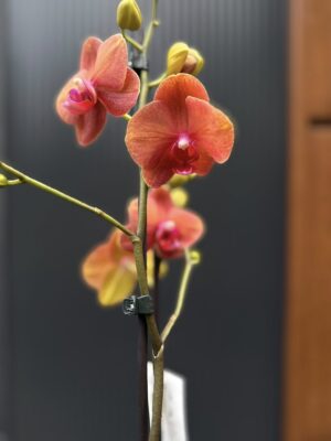 Phalaenopsis Surf Song | Storczyk