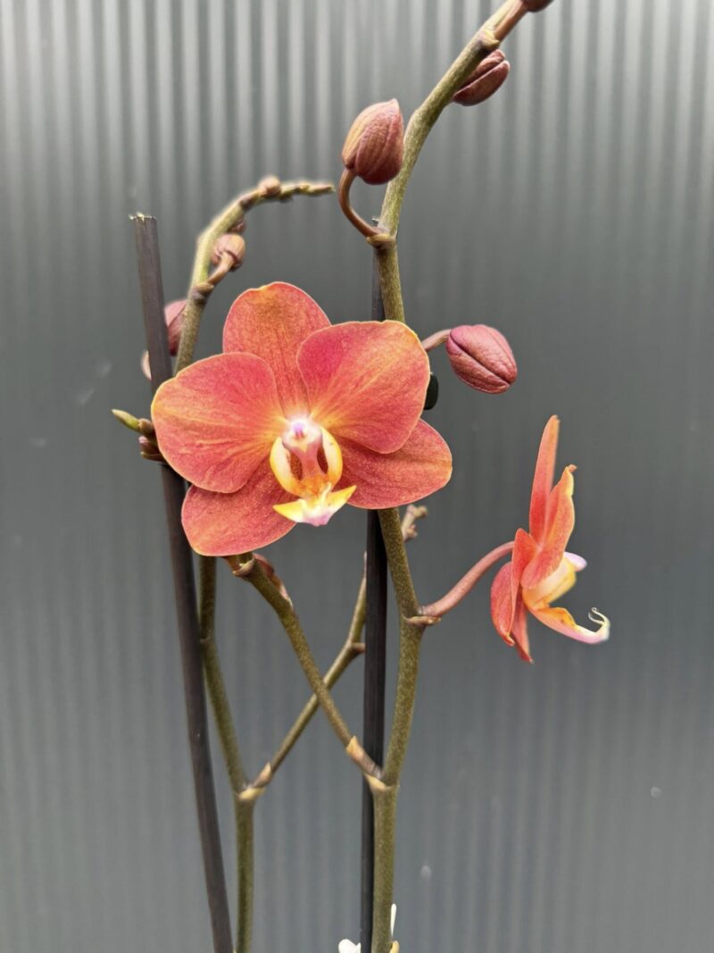 Phalaenopsis Horizon | Storczyk