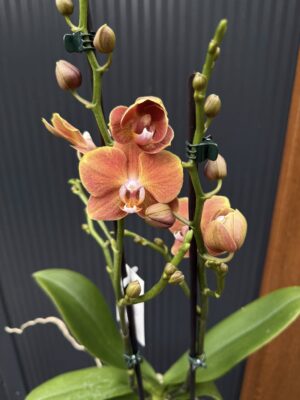 Phalaenopsis Dame Etna | Storczyk