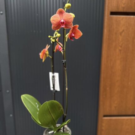 Phalaenopsis Surf Song | Storczyk