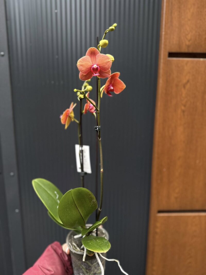 Phalaenopsis Surf Song | Storczyk