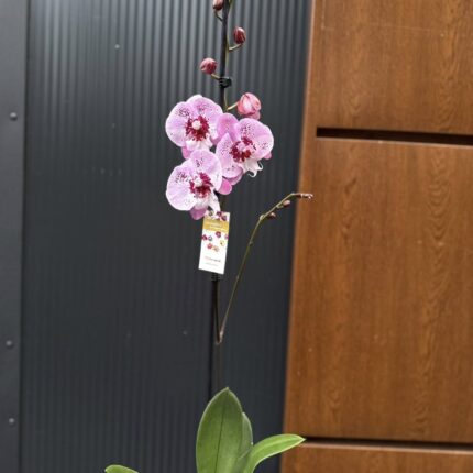 Phalaenopsis ‘Limited – Drapacz Chmur’ Big Lip | storczyk