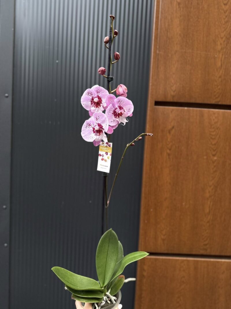Phalaenopsis ‘Limited – Drapacz Chmur’ Big Lip | storczyk