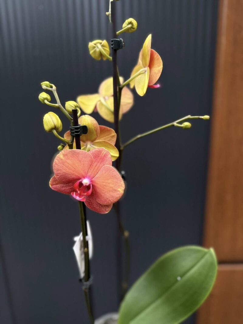 Phalaenopsis Surf Song | Storczyk