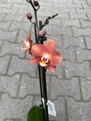Phalaenopsis Horizon | Storczyk