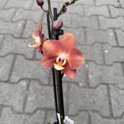 Phalaenopsis Horizon | Storczyk