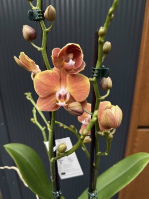 Phalaenopsis Dame Etna | Storczyk