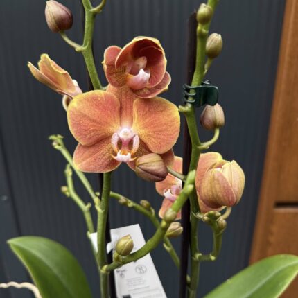 Phalaenopsis Dame Etna | Storczyk