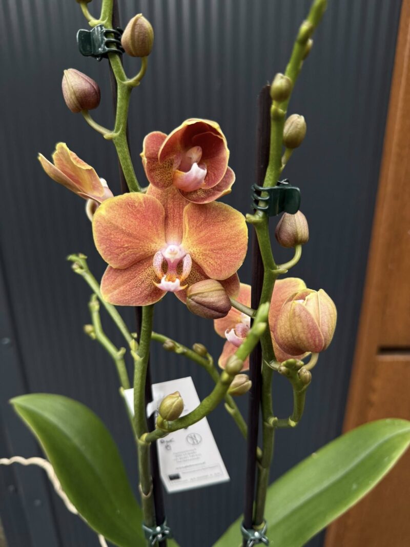 Phalaenopsis Dame Etna | Storczyk Phalaenopsis Dame Etna | Storczyk