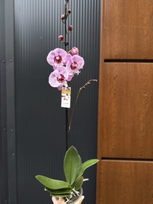 Phalaenopsis ‘Limited – Drapacz Chmur’ Big Lip | storczyk