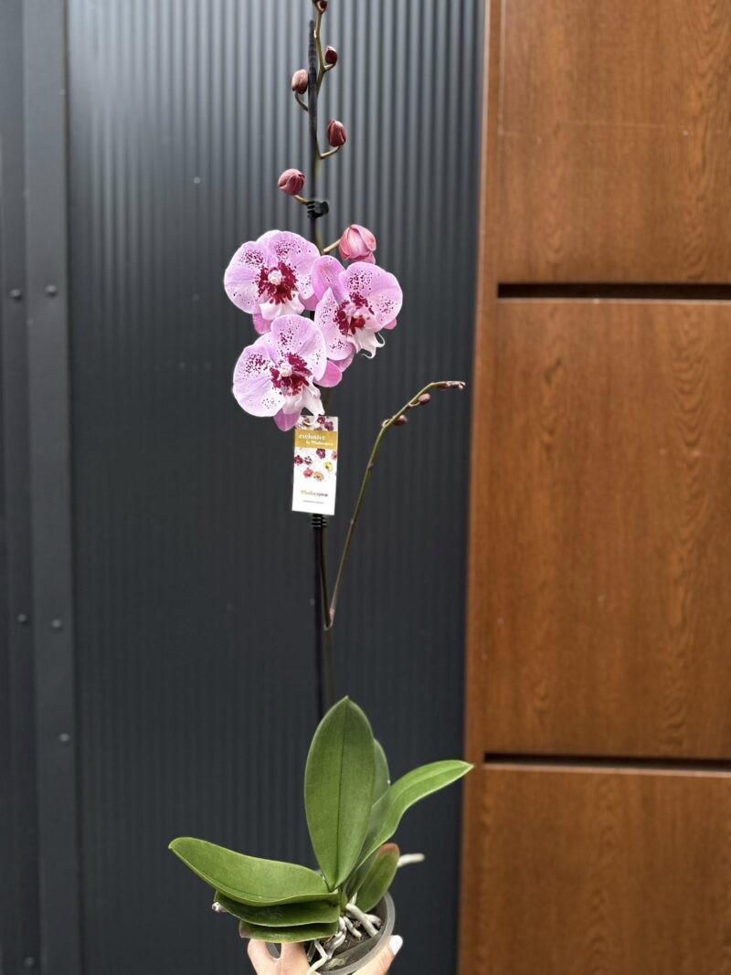 Phalaenopsis ‘Limited – Drapacz Chmur’ Big Lip | storczyk