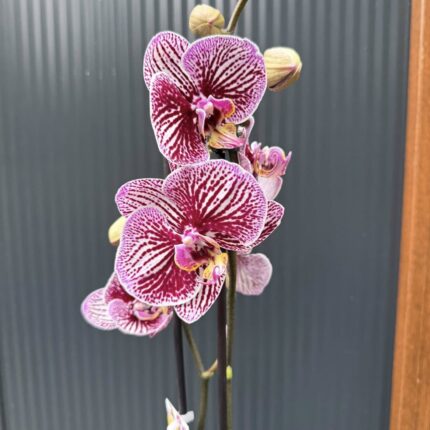 Phalaenopsis Black Stripes | storczyk