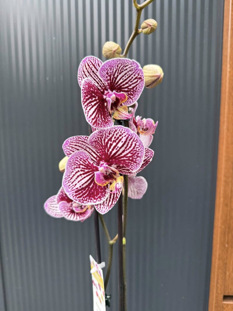 Phalaenopsis Black Stripes | storczyk Phalaenopsis Black Stripes | storczyk