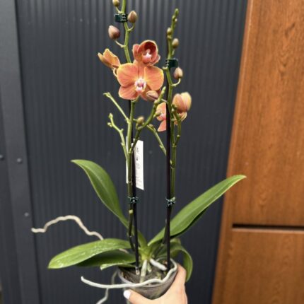 Phalaenopsis Dame Etna | Storczyk