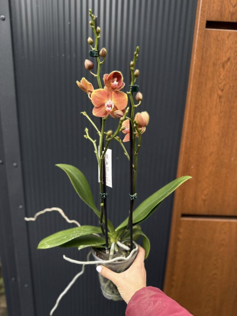 Phalaenopsis Dame Etna | Storczyk