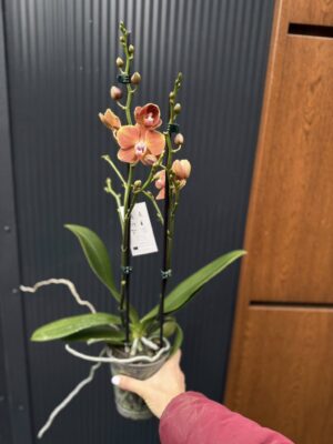 Phalaenopsis Dame Etna | Storczyk