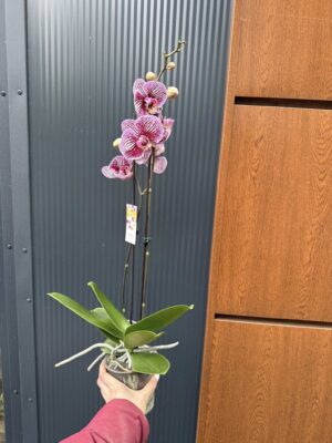 Phalaenopsis Black Stripes | storczyk