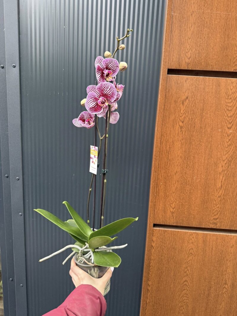 Phalaenopsis Black Stripes | storczyk