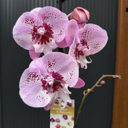 Phalaenopsis ‘Limited – Drapacz Chmur’ Big Lip | storczyk