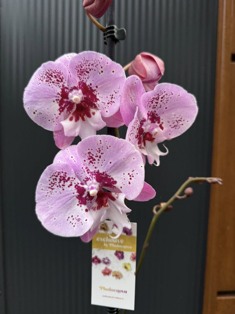 Phalaenopsis ‘Limited – Drapacz Chmur’ Big Lip | storczyk