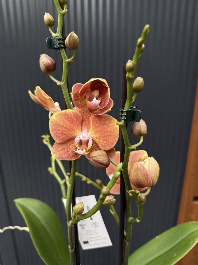 Phalaenopsis Dame Etna | Storczyk