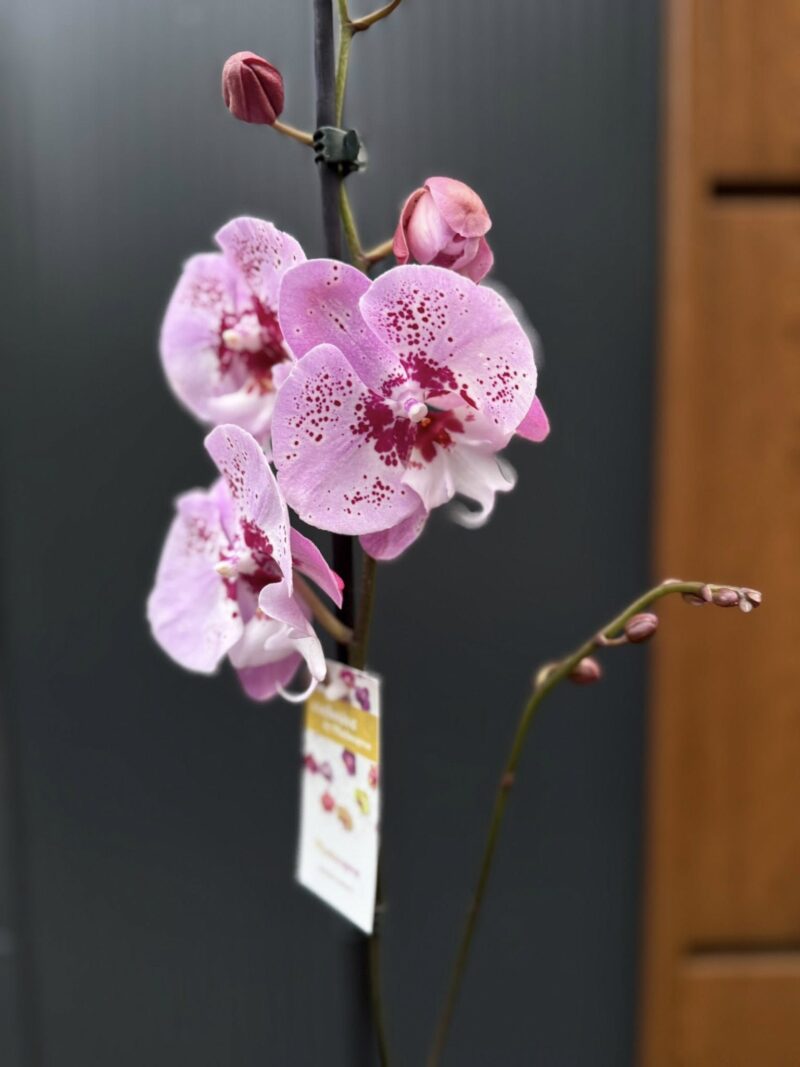 Phalaenopsis ‘Limited – Drapacz Chmur’ Big Lip | storczyk