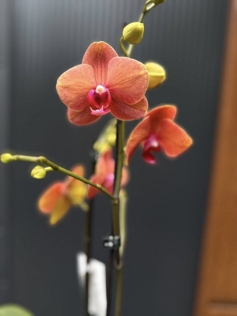 Phalaenopsis Surf Song | Storczyk