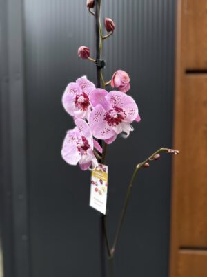 Phalaenopsis ‘Limited – Drapacz Chmur’ Big Lip | storczyk