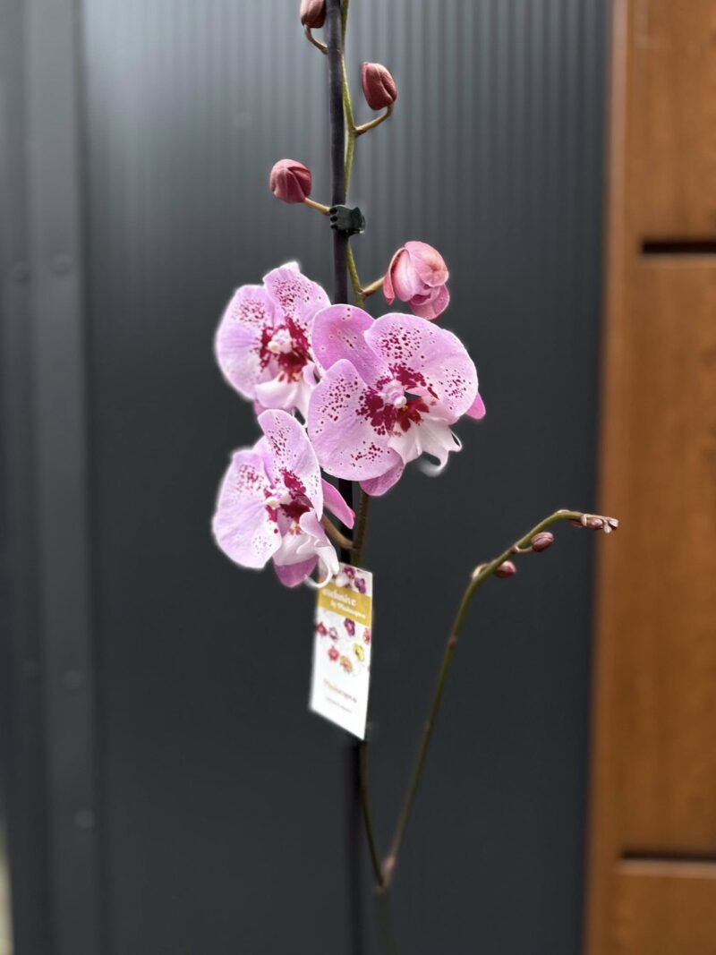 Phalaenopsis ‘Limited – Drapacz Chmur’ Big Lip | storczyk
