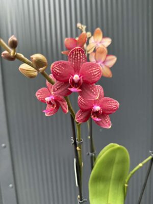 Phalaenopsis Reyoung Miley | storczyk