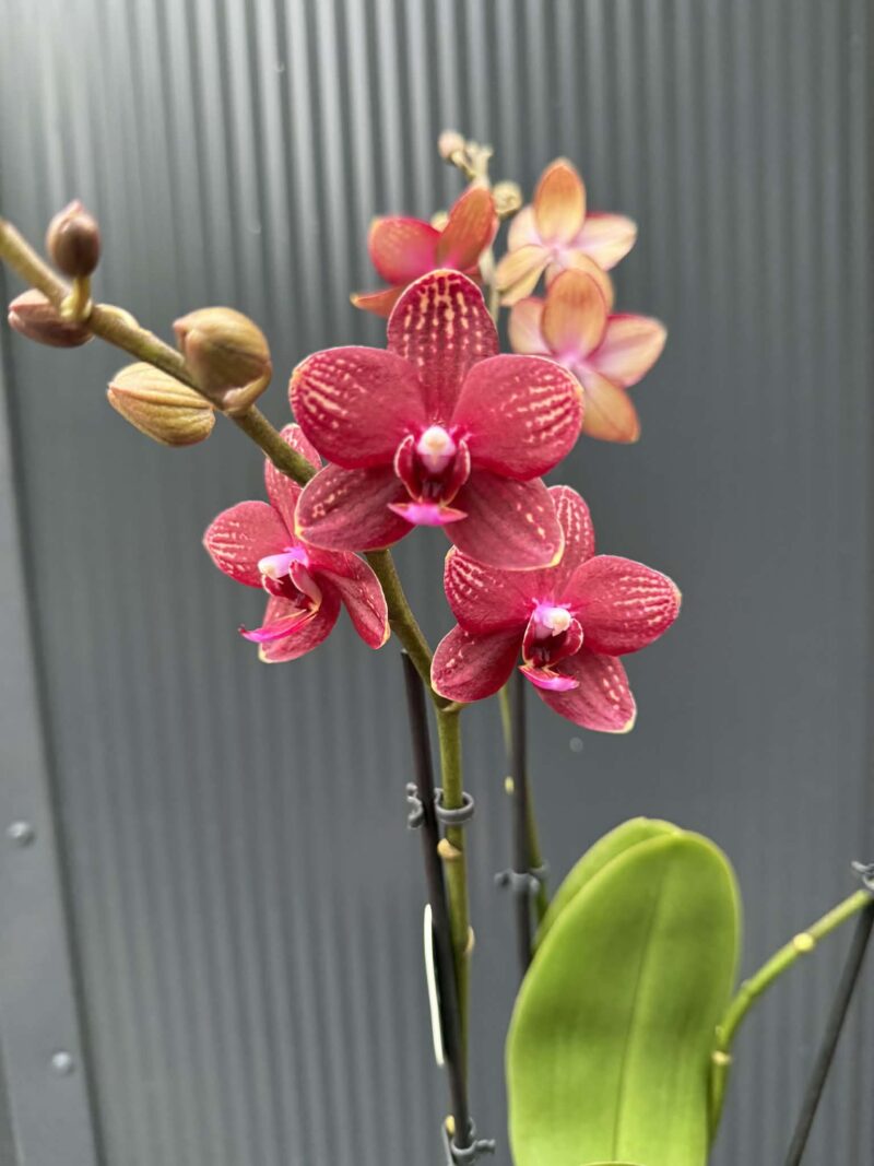 Phalaenopsis Reyoung Miley | storczyk