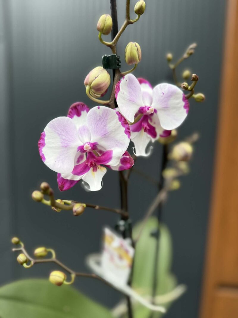 Phalaenopsis King Car Dalmatian | Storczyk