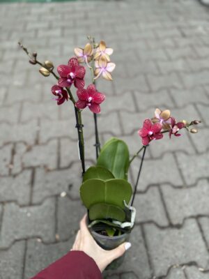 Phalaenopsis Reyoung Miley | storczyk