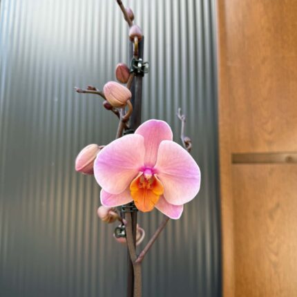 Phalaenopsis Orange Cat | Storczyk