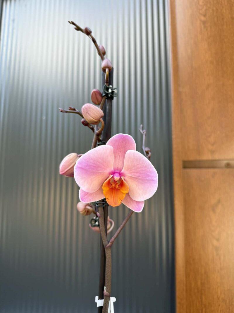 Phalaenopsis Orange Cat | Storczyk