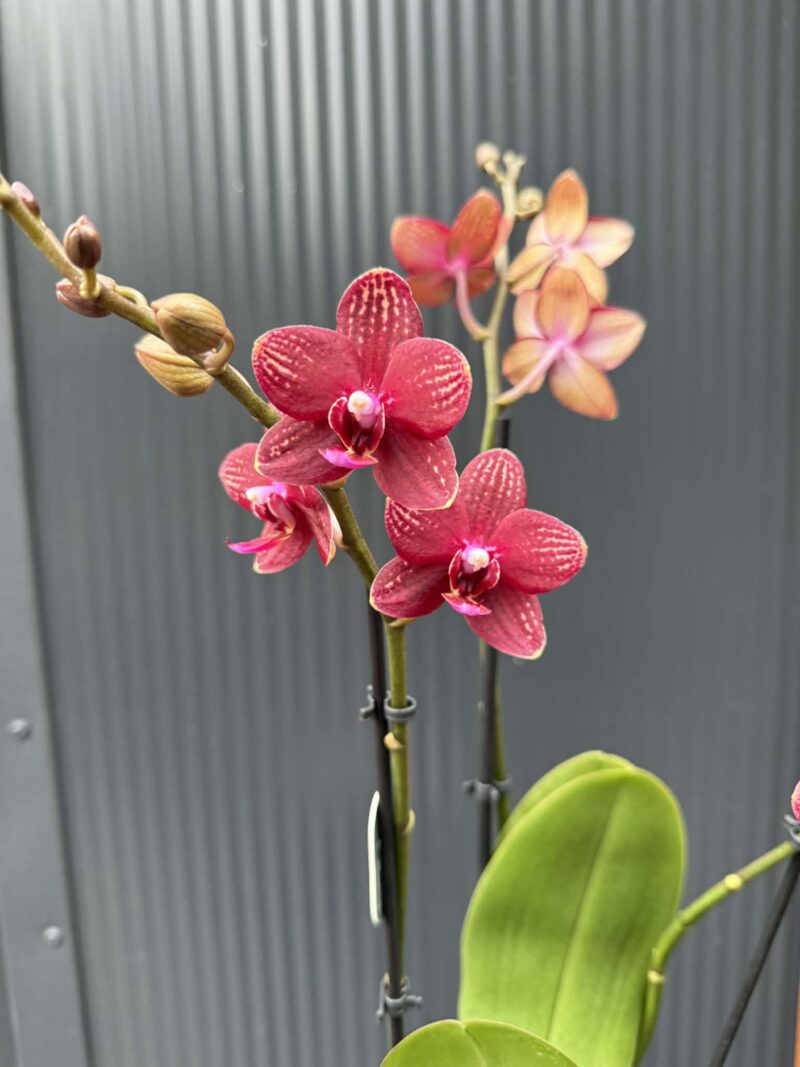 Phalaenopsis Reyoung Miley | storczyk