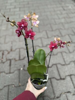 Phalaenopsis Reyoung Miley | storczyk