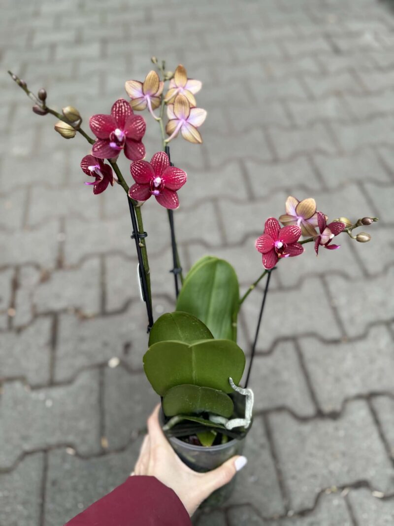 Phalaenopsis Reyoung Miley | storczyk