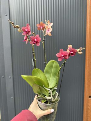 Phalaenopsis Reyoung Miley | storczyk