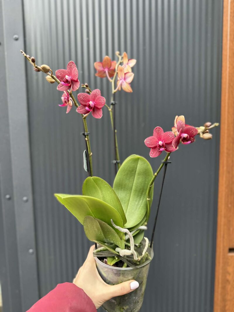 Phalaenopsis Reyoung Miley | storczyk
