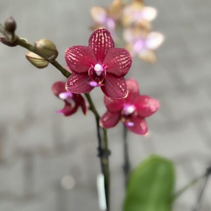 Phalaenopsis Reyoung Miley | storczyk