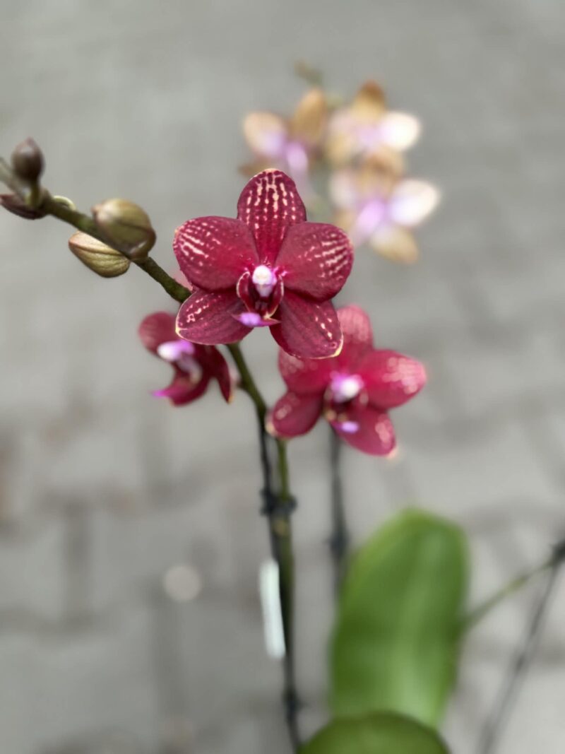 Phalaenopsis Reyoung Miley | storczyk