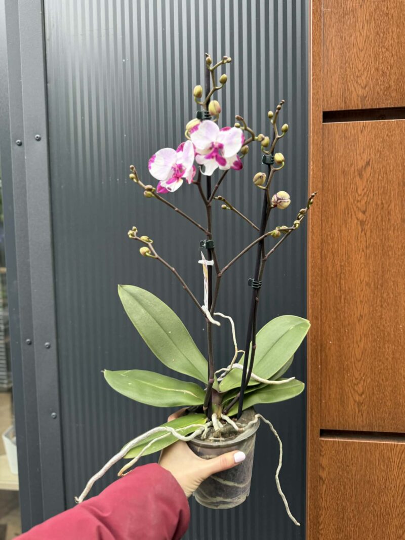 Phalaenopsis King Car Dalmatian | Storczyk