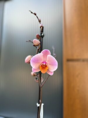 Phalaenopsis Orange Cat | Storczyk