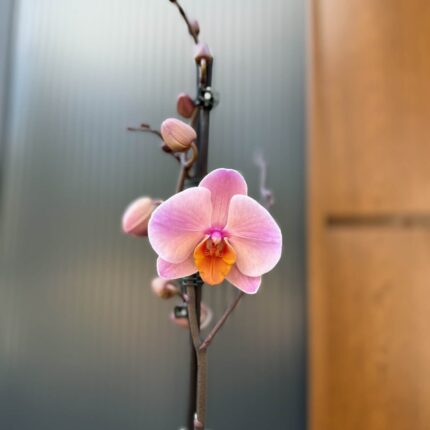 Phalaenopsis Orange Cat | Storczyk