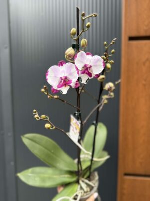 Phalaenopsis King Car Dalmatian | Storczyk