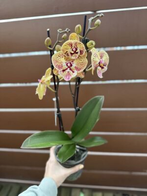 Phalaenopsis Peach big lip | Storczyk